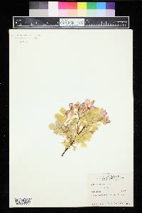 Rosa acicularis image