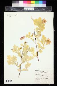 Rosa acicularis image