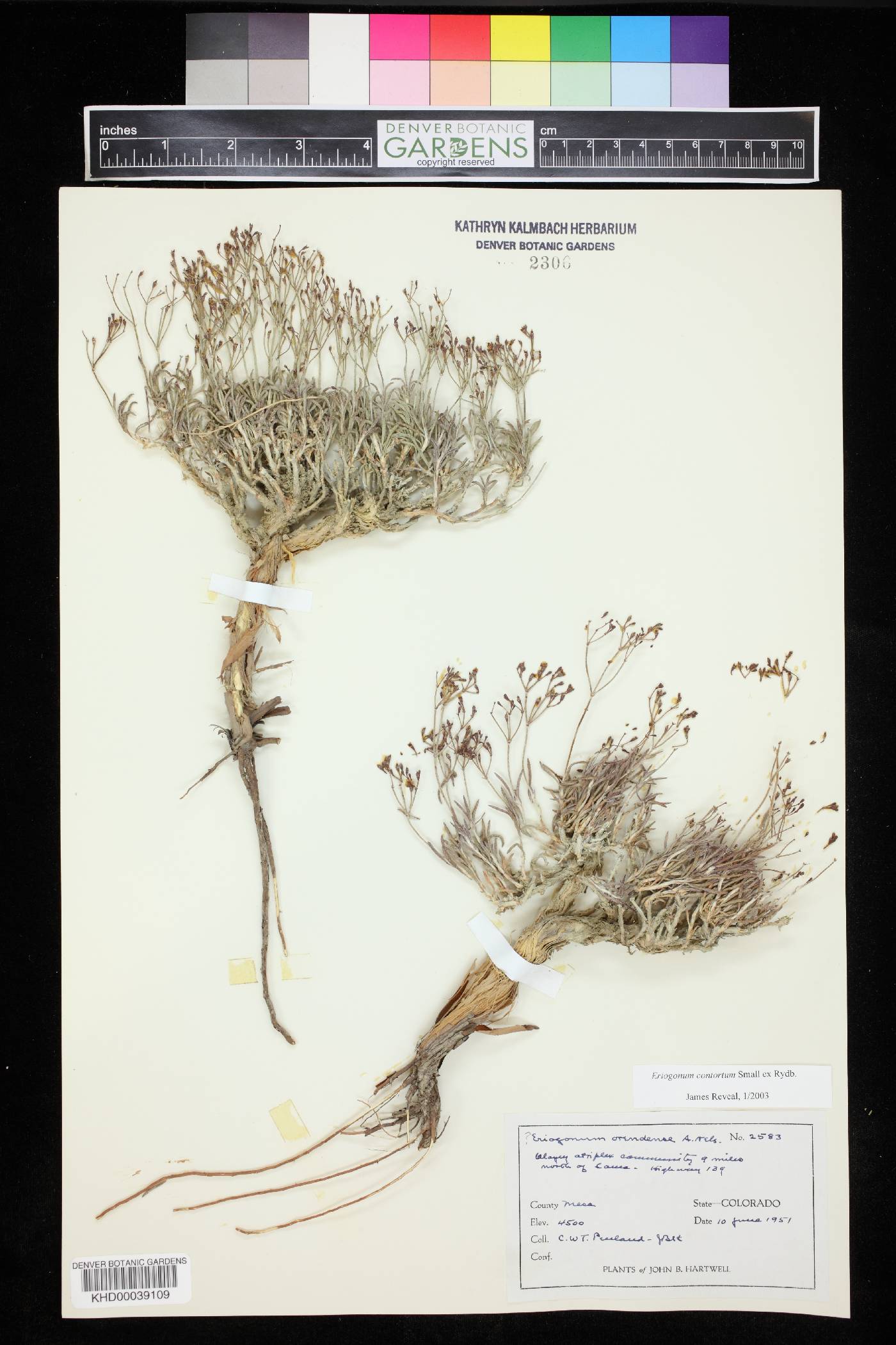 Eriogonum contortum image
