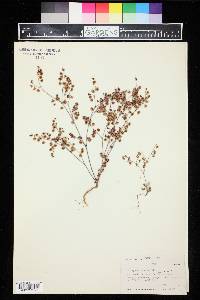 Eriogonum cernuum image