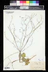 Eriogonum fusiforme image