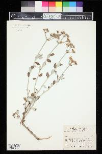 Eriogonum corymbosum image