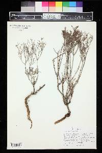 Eriogonum effusum image