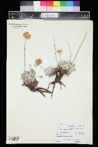 Eriogonum ovalifolium image