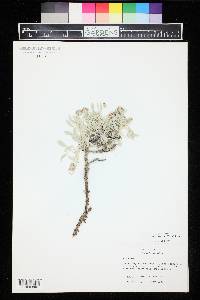 Eriogonum pauciflorum var. gnaphalodes image