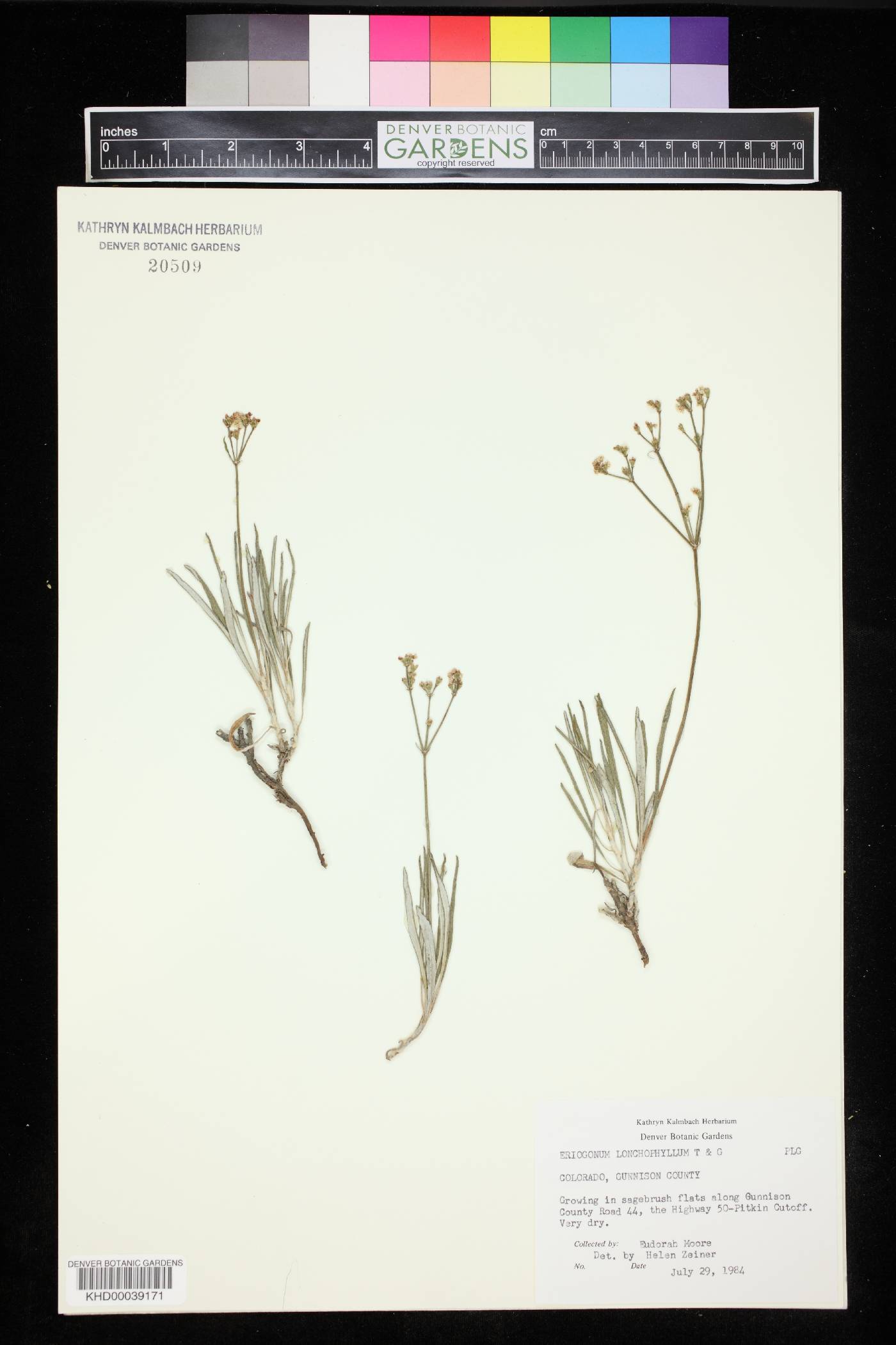 Eriogonum lonchophyllum image