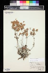 Eriogonum jamesii image