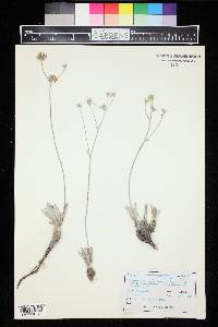 Eriogonum lachnogynum image