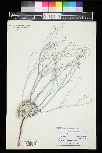 Eriogonum tenellum image