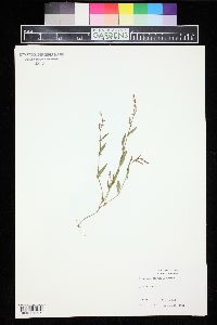 Polygonum douglasii image