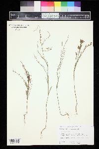 Polygonum douglasii image