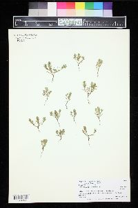 Polygonum polygaloides image