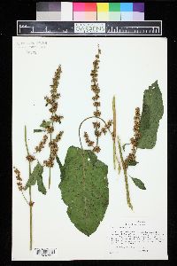 Rumex obtusifolius image