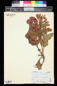 Rumex venosus image