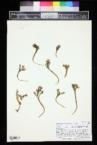 Claytonia megarhiza image