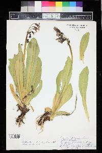 Primula parryi image