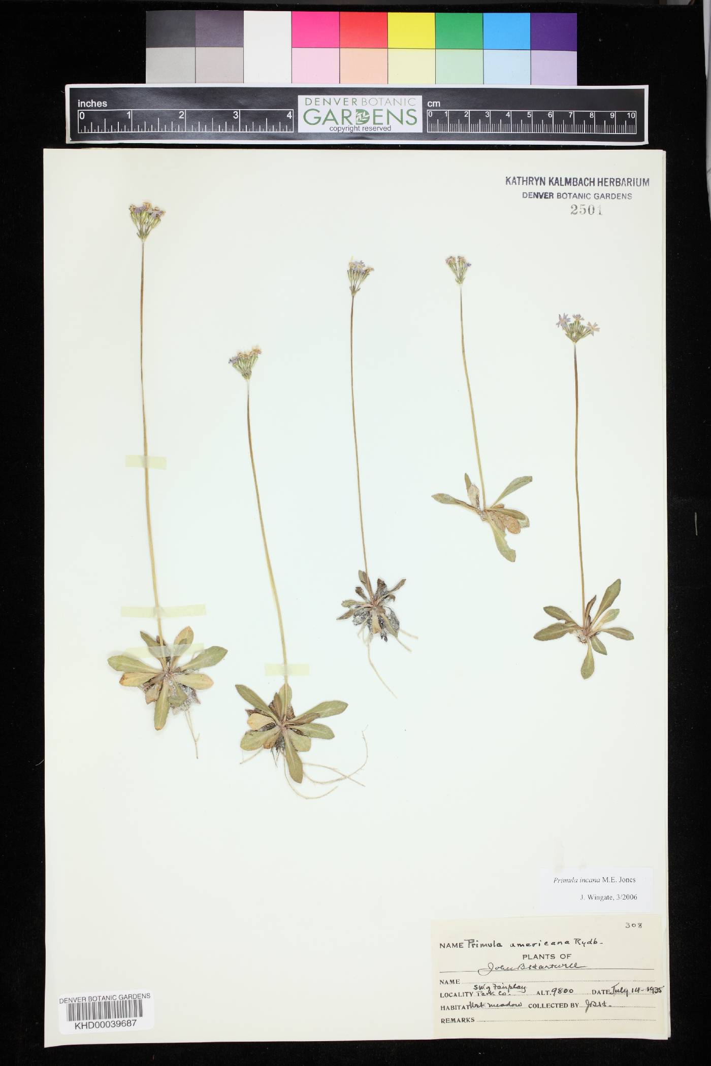 Primula incana image