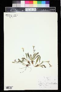 Primula angustifolia image