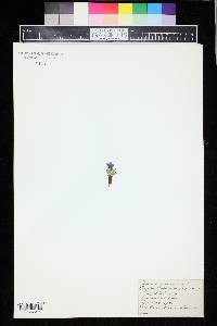 Primula angustifolia image