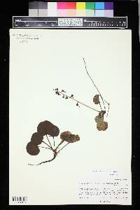 Pyrola asarifolia image