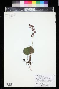 Pyrola asarifolia image