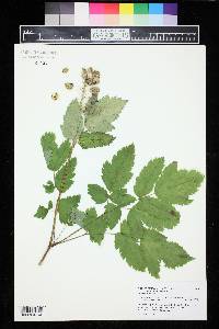 Actaea rubra image