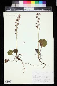 Pyrola asarifolia image