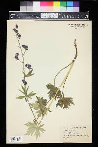 Aconitum columbianum image