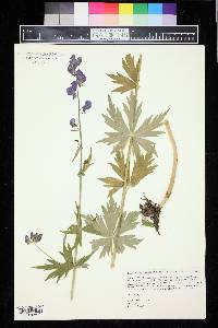 Aconitum columbianum subsp. columbianum image