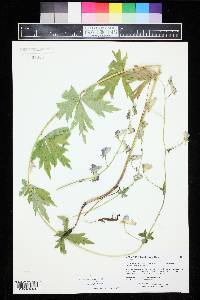 Aconitum columbianum image