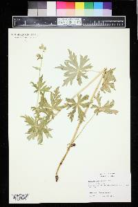 Aconitum columbianum image