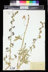 Aconitum columbianum image