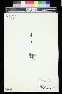 Pyrola chlorantha image