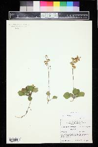 Pyrola chlorantha image