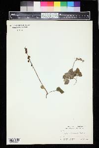 Pyrola chlorantha image