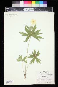 Anemone canadensis image