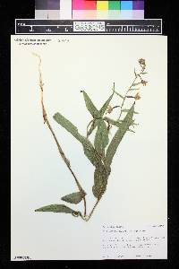 Epipactis gigantea image