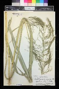 Eragrostis grandis var. oligantha image
