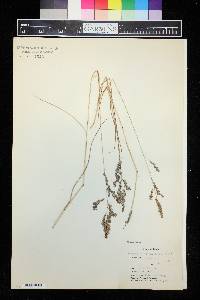 Eragrostis secundiflora image