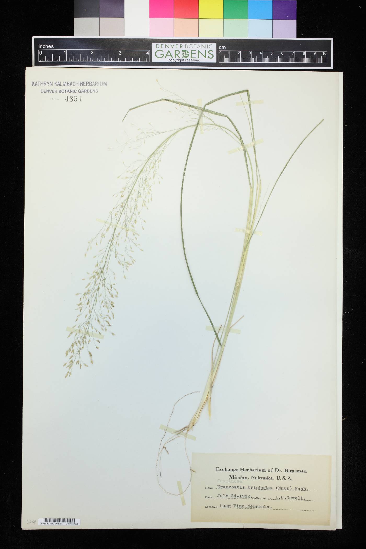 Eragrostis trichodes image