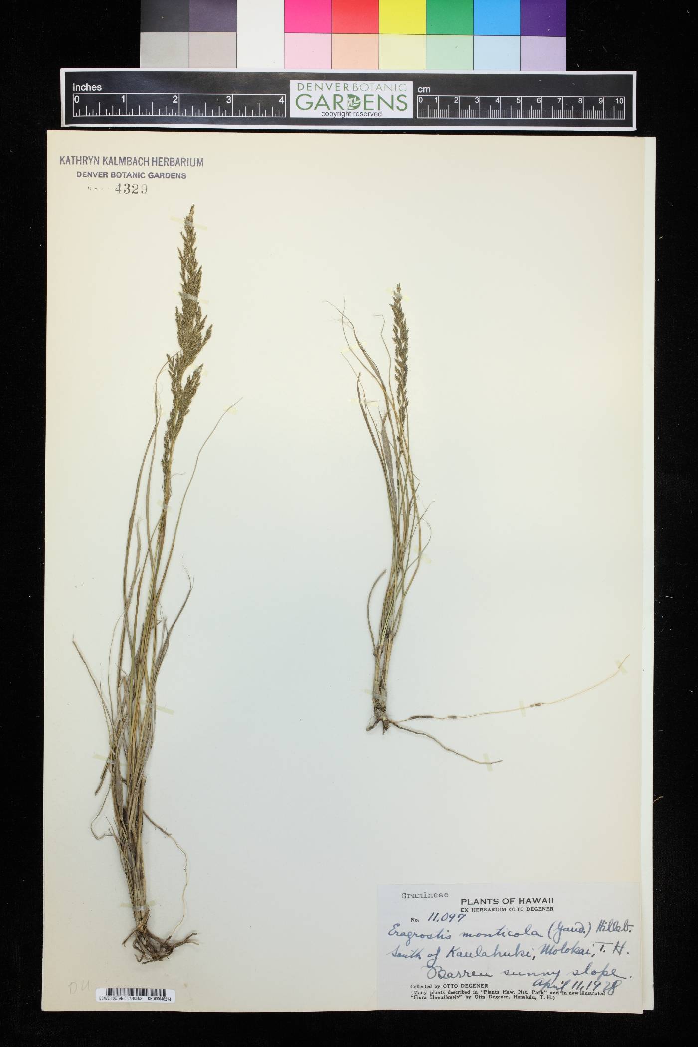 Eragrostis monticola image