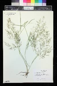 Eragrostis mexicana image