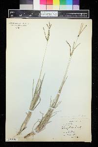 Eustachys petraea image