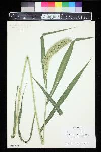 Setaria italica image