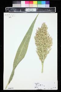 Sorghum bicolor image