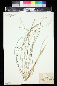 Spartina patens image