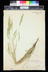 Eatonia obtusata image