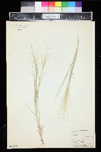 Sporobolus texanus image