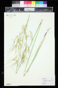 Stipa gigantea image