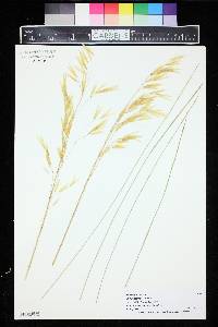 Stipa gigantea image